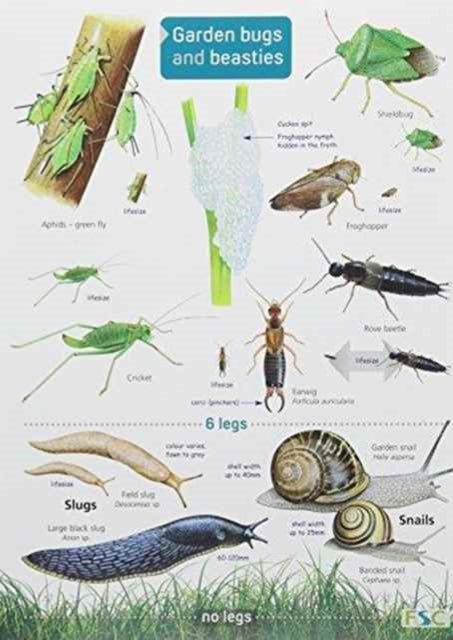 Garden Bugs and Beasties-9781908819154