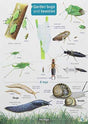 Garden Bugs and Beasties-9781908819154